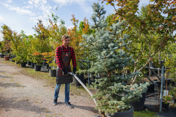 Why Choose Our Tree Removal Services in Gilbert, MN?